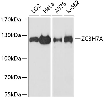 ZC3H7A Polyclonal Antibody