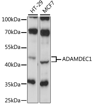 ADAMDEC1 Polyclonal Antibody (50 µl)
