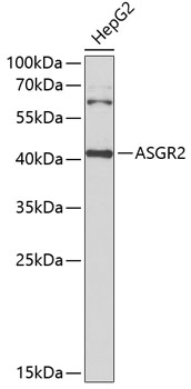 ASGR2 Polyclonal Antibody (100 µl)