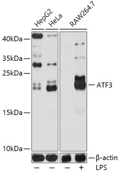 ATF3 Polyclonal Antibody (100 µl)