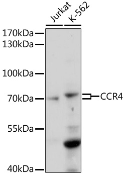 CCR4 Polyclonal Antibody (50 µl)