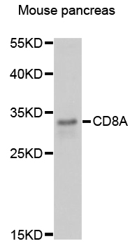 CD8A Polyclonal Antibody (100 µl)