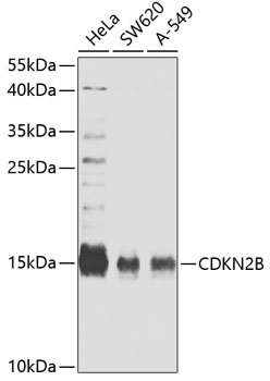 CDKN2B Polyclonal Antibody (100 µl)