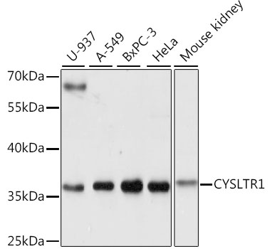 CYSLTR1 Polyclonal Antibody (100 µl)