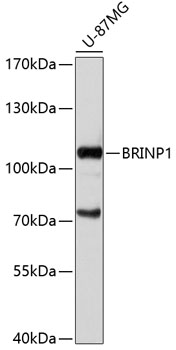 BRINP1 Polyclonal Antibody (50 µl)