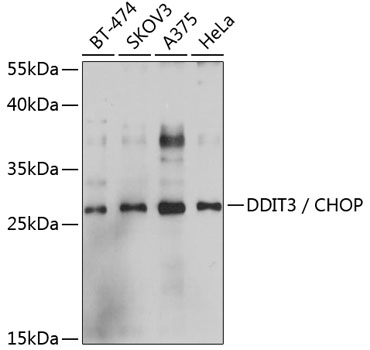 DDIT3-CHOP Polyclonal Antibody (100 µl)
