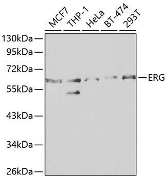 ERG Polyclonal Antibody (50 µl)