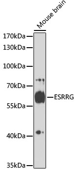 ESRRG Polyclonal Antibody (100 µl)