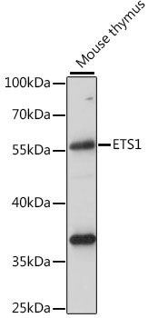 ETS1 Polyclonal Antibody (100 µl)