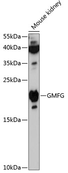 GMFG Polyclonal Antibody (50 µl)
