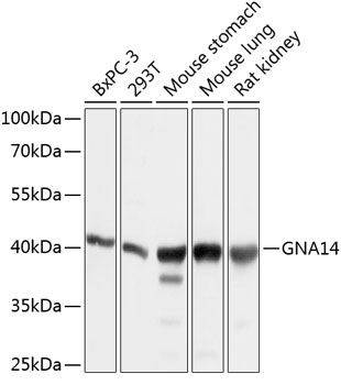 GNA14 Polyclonal Antibody (50 µl)