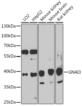 GNAI3 Polyclonal Antibody (50 µl)