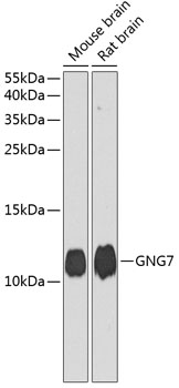 GNG7 Polyclonal Antibody (50 µl)