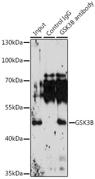 GSK3B Polyclonal Antibody (50 µl)