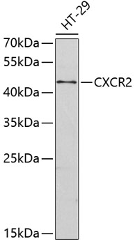 CXCR2 Polyclonal Antibody (100 µl)