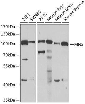 MFI2 Polyclonal Antibody