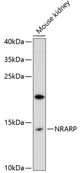 NRARP Polyclonal Antibody (50 µl)