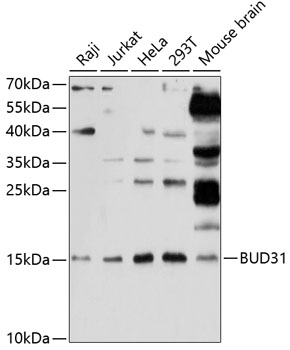 BUD31 Polyclonal Antibody (50 µl)