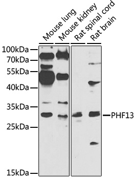 PHF13 Polyclonal Antibody (100 µl)