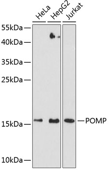 POMP Polyclonal Antibody (100 µl)
