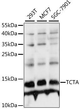 TCTA Polyclonal Antibody