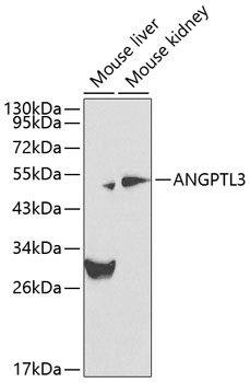 ANGPTL3 Polyclonal Antibody (100 µl)