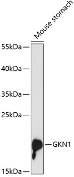 GKN1 Polyclonal Antibody (100 µl)
