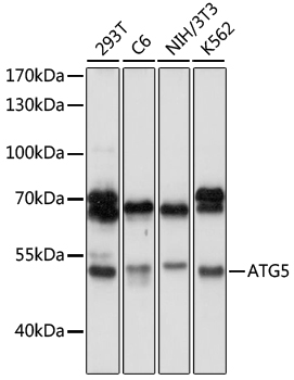 ATG5 Polyclonal Antibody (100 µl)