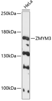 ZMYM3 Polyclonal Antibody (100 µl)