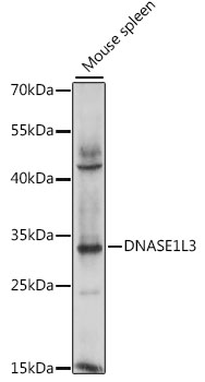 DNASE1L3 Polyclonal Antibody (50 µl)
