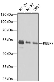 RBBP7 Polyclonal Antibody (50 µl)