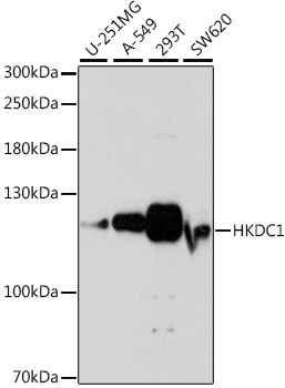 HKDC1 Polyclonal Antibody (100 µl)