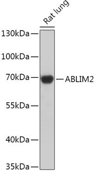 ABLIM2 Polyclonal Antibody (50 µl)