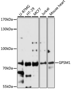 GPSM1 Polyclonal Antibody (100 µl)