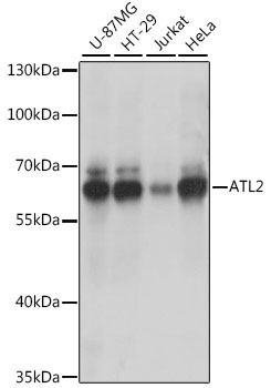 ATL2 Polyclonal Antibody (50 µl)
