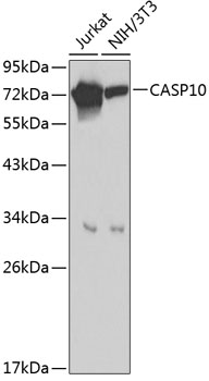 CASP10 Polyclonal Antibody (50 µl)