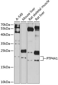 PTP4A1 Polyclonal Antibody (50 µl)