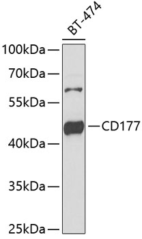 CD177 Polyclonal Antibody (100 µl)