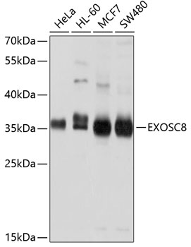 EXOSC8 Polyclonal Antibody (100 µl)