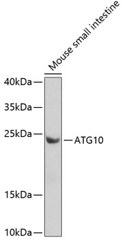 ATG10 Polyclonal Antibody (100 µl)