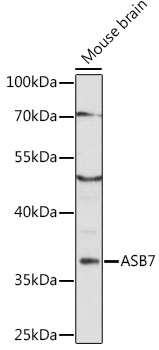 ASB7 Polyclonal Antibody (50 µl)