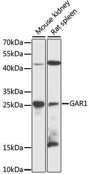 GAR1 Polyclonal Antibody (50 µl)