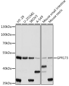 GPR173 Polyclonal Antibody (100 µl)