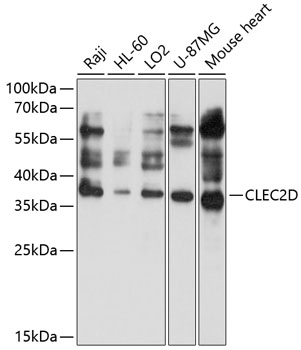 CLEC2D Polyclonal Antibody (100 µl)