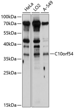 C10orf54 Polyclonal Antibody (50 µl)