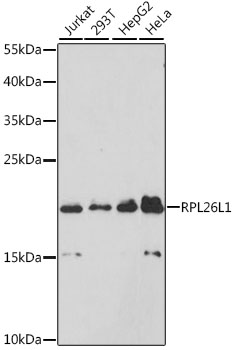 RPL26L1 Polyclonal Antibody