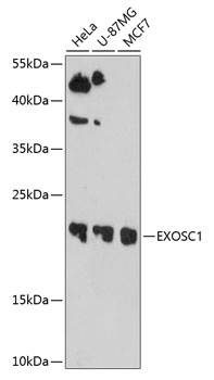 EXOSC1 Polyclonal Antibody (100 µl)
