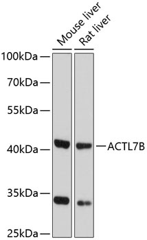 ACTL7B Polyclonal Antibody (100 µl)
