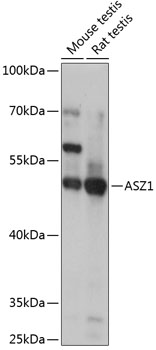 ASZ1 Polyclonal Antibody (50 µl)