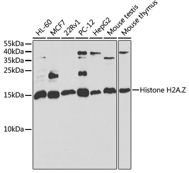 Histone H2A.Z Polyclonal Antibody (100 µl)